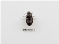 藏品(蜚蠊(1))的圖片